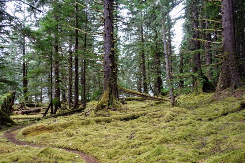 Haida Gwaii Hiking Trails