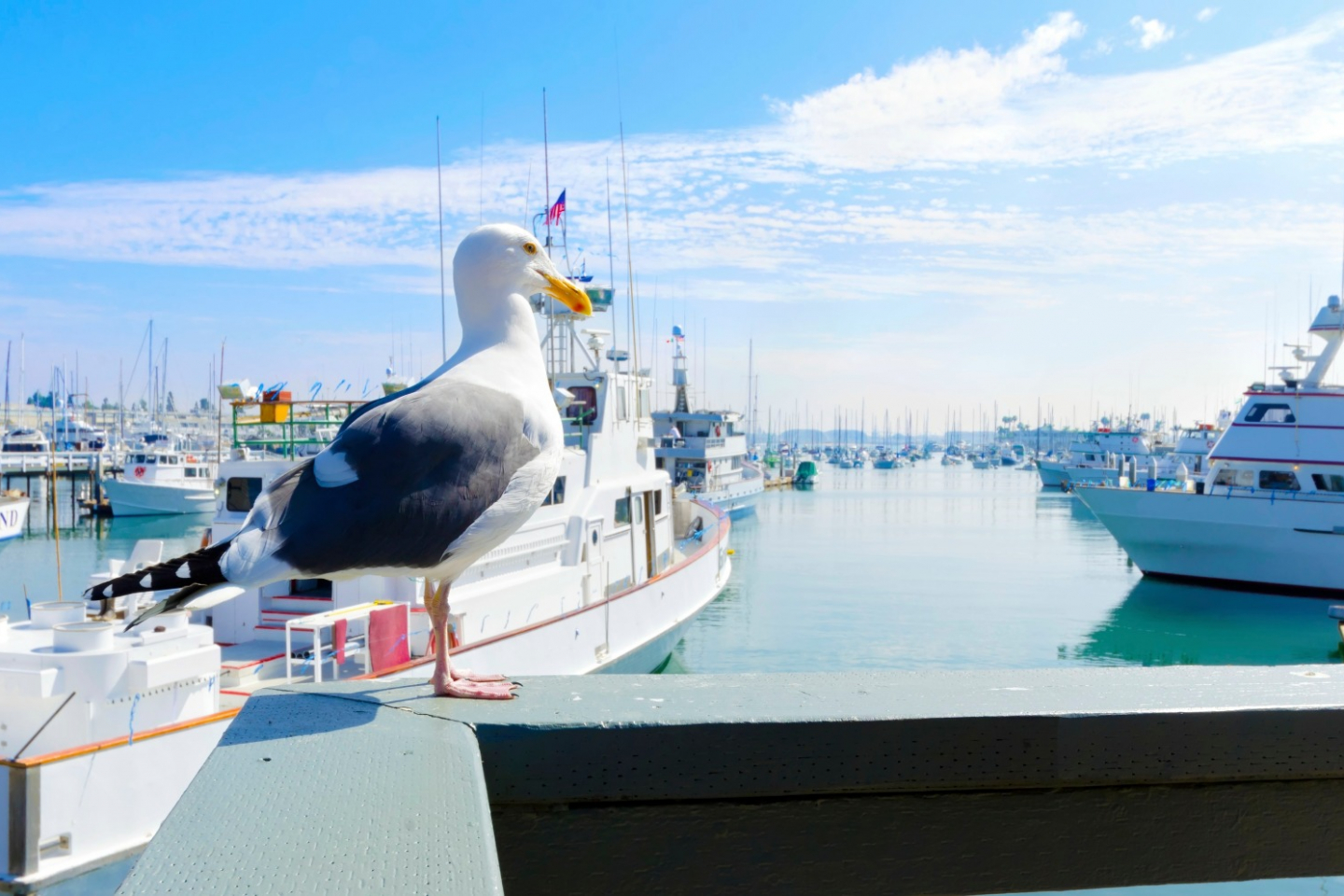 Moorage for Yachts, Superyacht Moorage, Victoria Moorage BC Canada, Marina