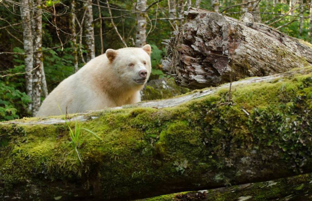 Spirit Bear BC Rainforest