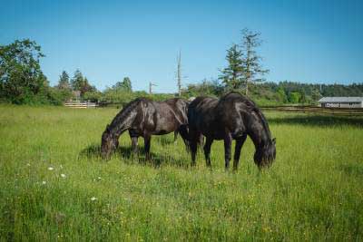 horse-wisdom-farm-27-2-1