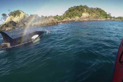 orca-tour-victoria