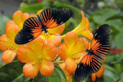 victoria-butterfly-gardens