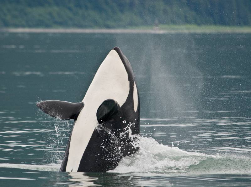 West Coast Orca Sightings